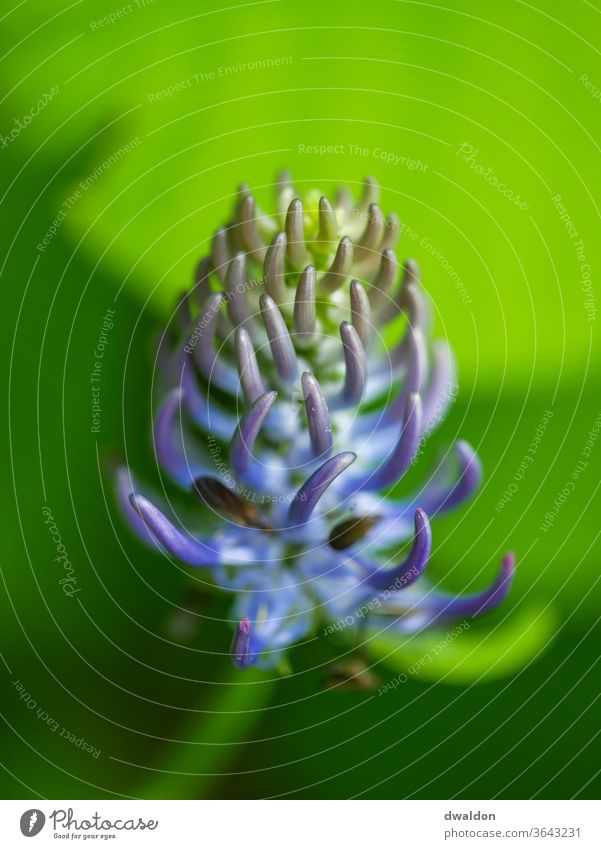 Blooming Flower Macro Macro (Extreme close-up) macro plant Curly Plant Nature Green Colour photo Close-up Detail Exterior shot Leaf Growth Foliage plant Day
