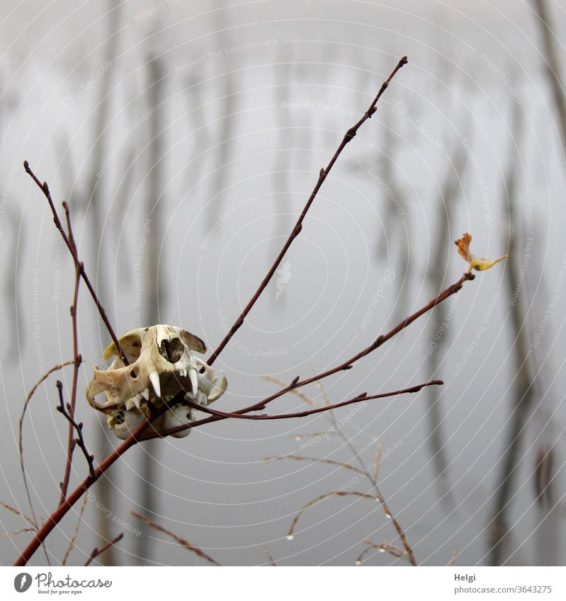 Lost property in the moor - skull of an animal stuck on a branch in the foggy moor Death's head cranial bone Animal skull Branch Bog moorland Mystic Fog