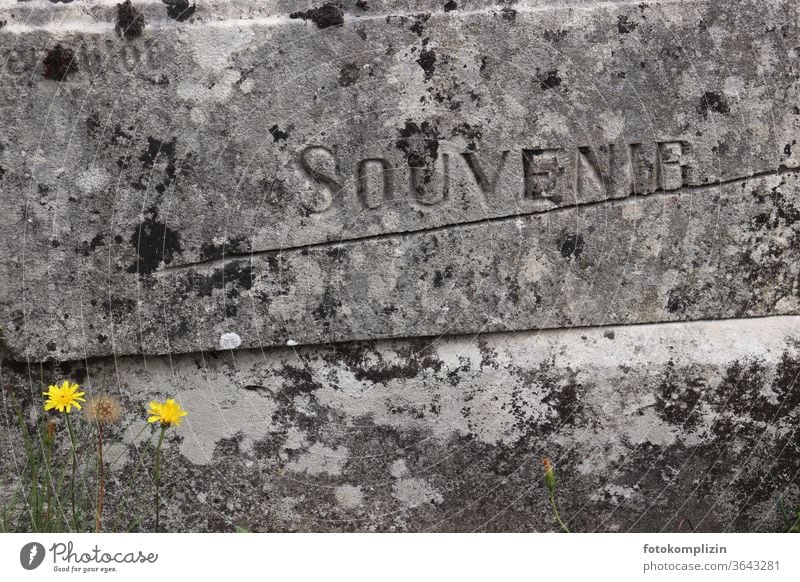 engraved writing Souvenir in grey weathered stone block, with two small yellow flowers Grave Tombstone Epitaph Inscription Weathered Cemetery Death weaker