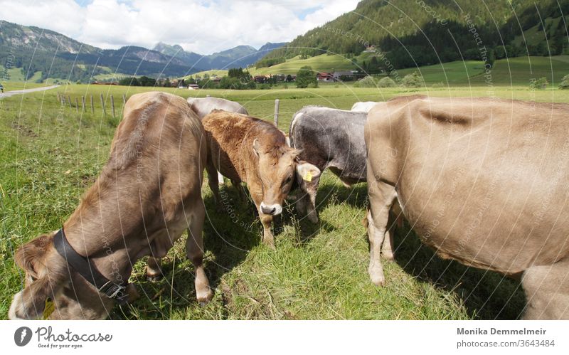 cows chill Meadow Animal Exterior shot Nature Willow tree Mountain Summer Alps Alpine pasture Herd Group of animals Grass Landscape Agriculture