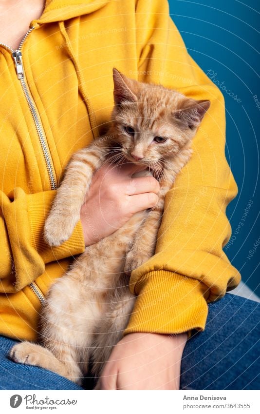 Cute ginger kitten sits on hands cute cat relax owner woman holding pet baby manx tailless no tail bobtail home cozy comfort resting fluffy sleeping kitty