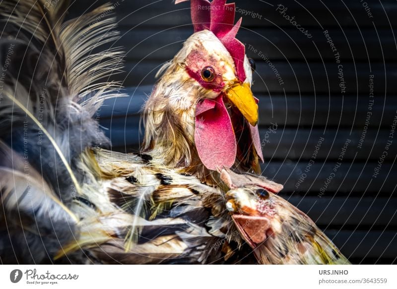 out of the feathers became a decorative chicken | hen nestles up to cock Poultry Decoration decorated birds Barn fowl Colour photo Feather