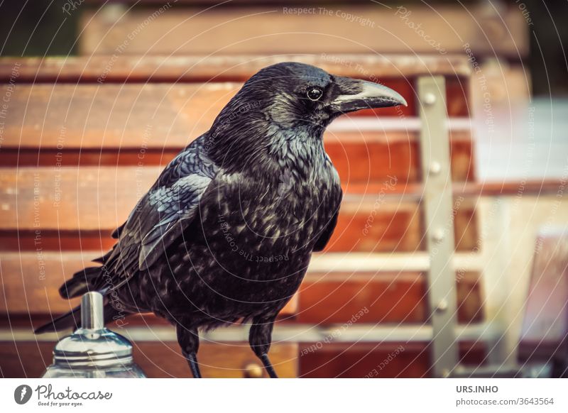 A raven crow at the coffee klatsch in the garden cafe Crow birds Raven birds Black feathered corvus mellori Little Raven search inquisitive Looking Animal Beak