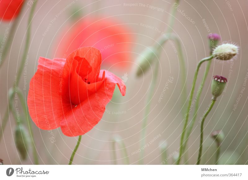 the course of events Nature Plant Spring Blossom Garden Field Old Blossoming Fragrance Growth Green Violet Red Hope Beginning Beautiful Transience Poppy