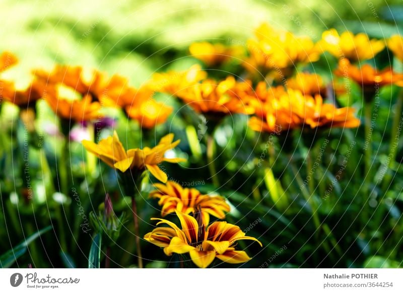 Orange and yellow flowers in the garden Flower orange Green Nature Blossoming Colour photo Garden spring Exterior shot green Spring Spring flower Close-up