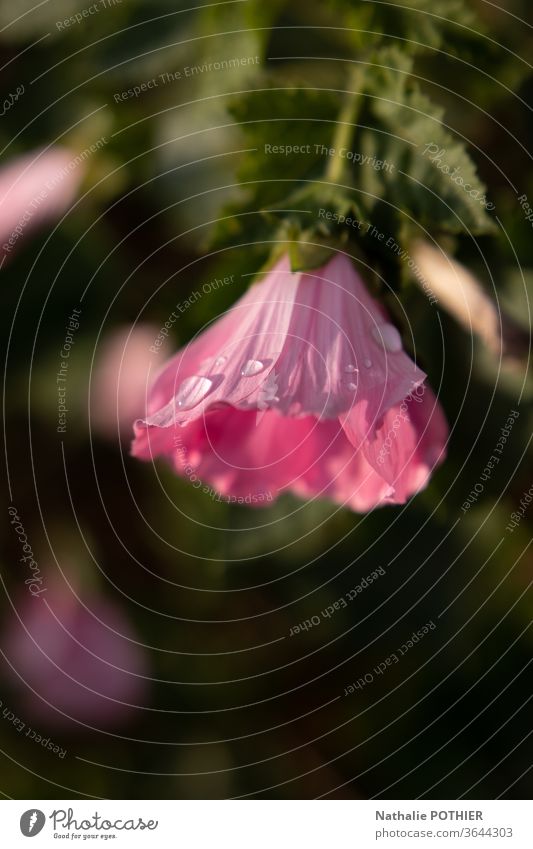 Dew drops on a flower dew drops dewdrops flowers pink grenn Nature Fresh freshness Drops of water Water Close-up Morning Detail Colour photo Exterior shot Wet