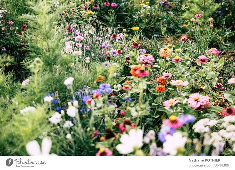 Multitude of flowers in the garden Blossoming Flower meadow Nature Garden Summer spring Exterior shot Colour photo blossom color Spring Meadow multitude Park