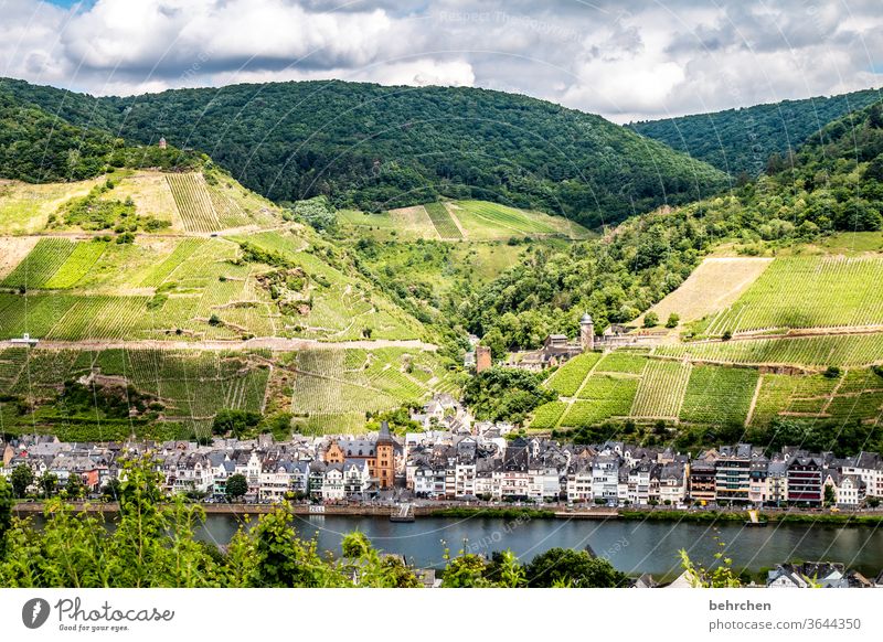 city country river Hunsrück Moselle valley Sunlight Mosel (wine-growing area) River bank Rhineland-Palatinate Wine growing tranquillity Idyll vine Vine