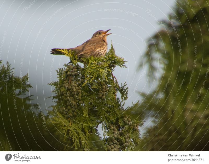Song thrush (Turdus philomelos) sits high up in a garden cypress and sings Song Thrush birds songbird Sing Garden Garden Cypress Brown green tree Plant Nature