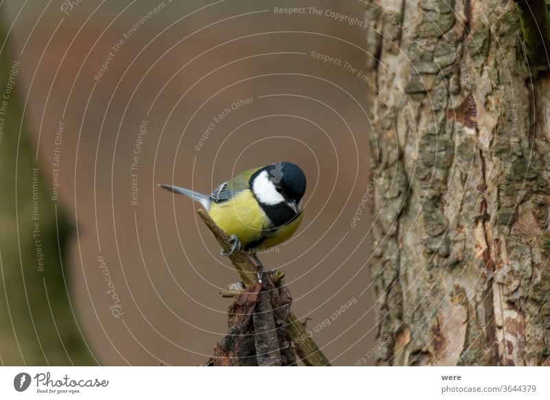 great tit on a branch Blue tit Coal tit Cyanistes caeruleus Parus Ater Parus major Periparus Ater Winterbird animal bird feeding branche branches cold