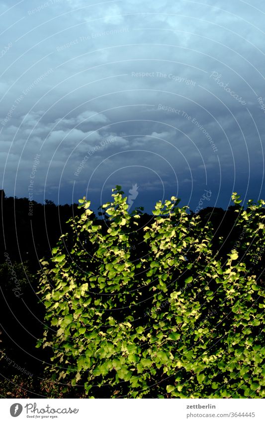 Hazelnut in the evening Evening altocumulus Menacing conceit Twilight somber colour spectrum Closing time Worm's-eye view Thunder and lightning cumulus cloud