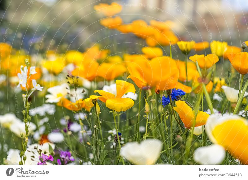 Flowering meadow with predominantly yellow flowers, less white and punctual blue and violet flowers. Focus is on the middle of the picture, therefore blurred foreground and background middle