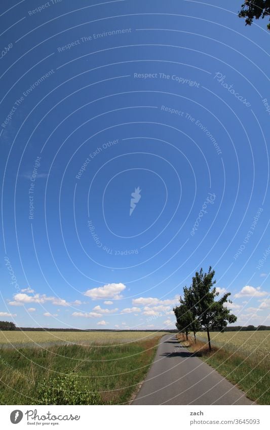 7 days through Brandenburg - always straight ahead Field Agriculture acre Barley Barleyfield Grain Grain field Wheat Wheatfield Yellow Blue Sky Clouds Cornfield