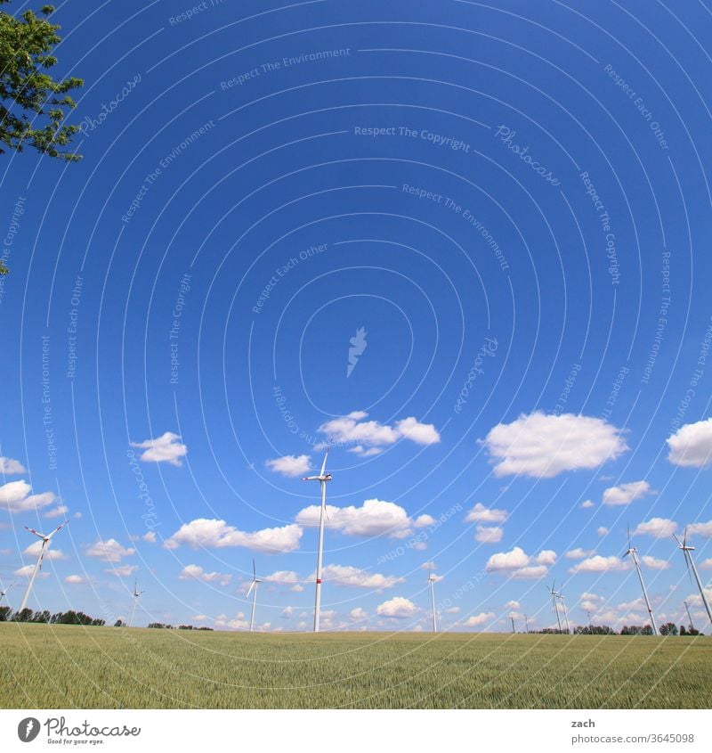 7 days through Brandenburg - end of the terrain Field Agriculture acre Barley Barleyfield Grain Grain field Wheat Wheatfield Yellow Blue Sky Clouds Cornfield