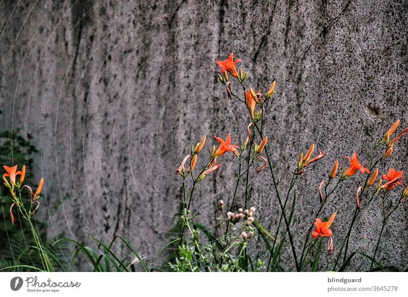 Orange lilies in front of a dreary wall. Lilium bulbiferum in front of artificial stone Lily Lily plants Lily blossom lily Gray Concrete Wall (building)