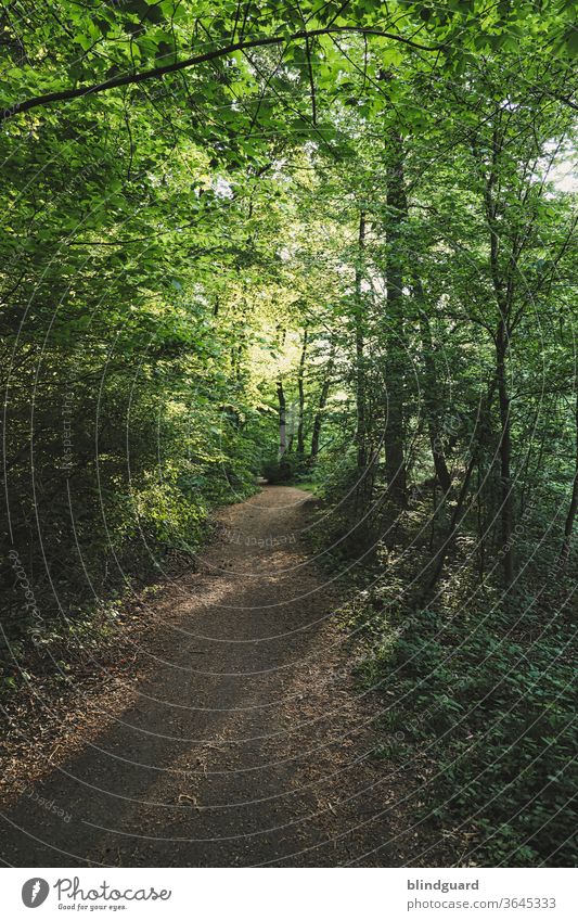 "I'm scared of the forest!" "Me too, and I have to go back alone afterwards." Summery green forest path with the long shadows of the trees, caused by the low setting sun.