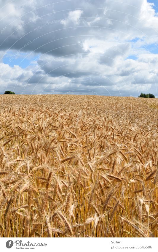 cornfield Grain field Field Barleyfield Summer Summer's day Sky cloud landscape Yellow Slate blue horizon line Harvest grains Ear of corn Straw Sunlight