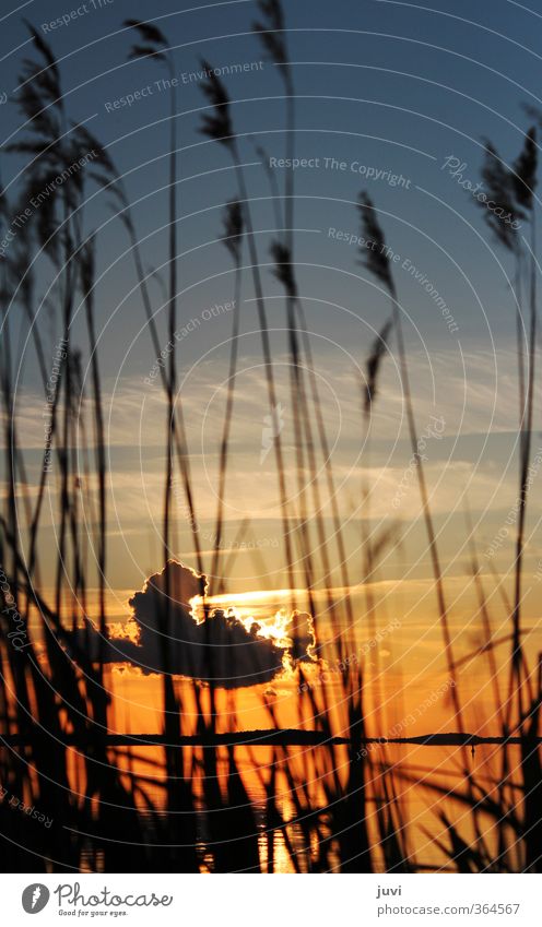 The Sunset Behind ... Nature Plant Water Sky Clouds Sunrise Grass Orange Black Moody Warm-heartedness Calm Idyll Usedom backwater Colour photo Twilight