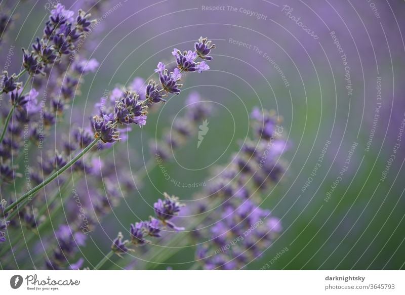 Lavender blossom with calm background Macro (Extreme close-up) Agricultural crop natural spring Deserted Comforting Blur Shallow depth of field Environment