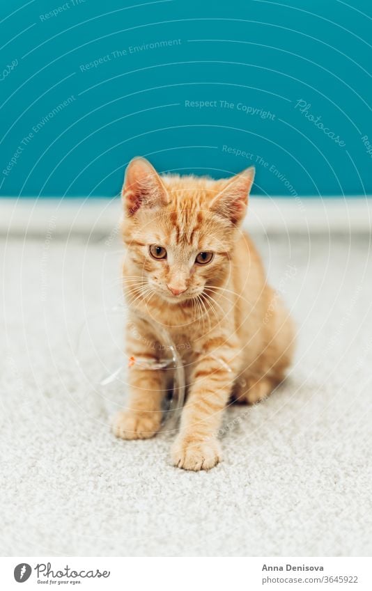 Cute Ginger Kitten Sits A Royalty Free Stock Photo From Photocase