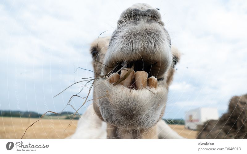 Circus Camel proximity youthful Animal travel Nature Mammal Dromedary Wild Safari Grass Eating Teeth Dentist Eyebrow Eyes Snout Chin
