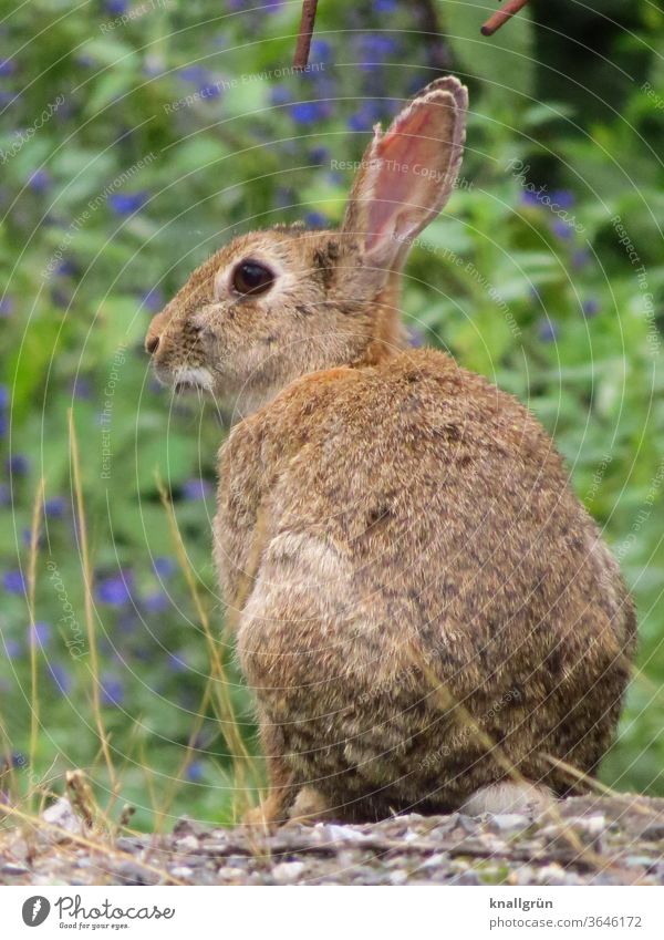 Close up of a wild rabbit, looking to the side Hare & Rabbit & Bunny Wild animal Animal portrait 1 Exterior shot Cute Pelt Ear Nature Animal face Cuddly