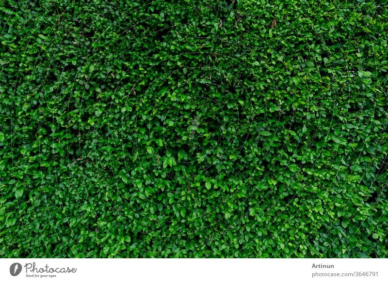 Small green leaves texture background. Evergreen hedge plants. Eco wall. Organic natural background. Clean environment. Ornamental plant in the garden. Many leaves reduce dust in air. Tropical garden.