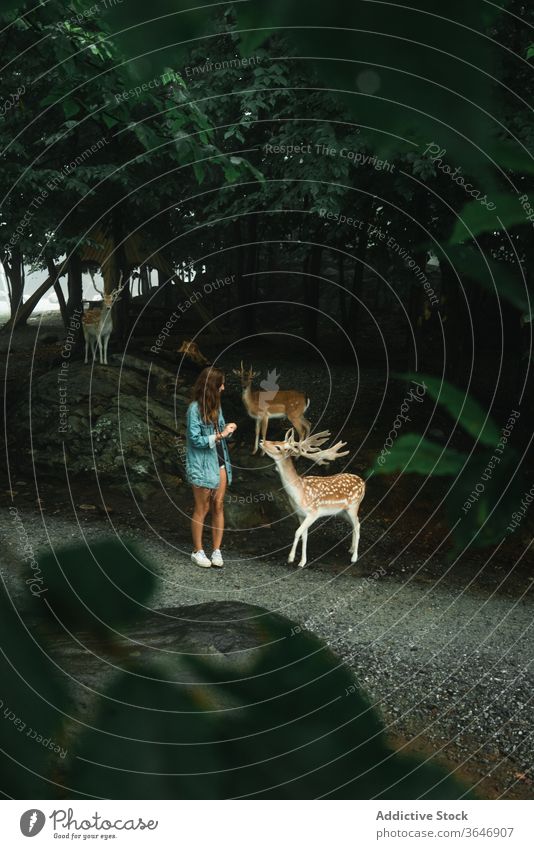 Smiling woman feeding deer in natural habitat nature overcast wild male smile traveler female road summer content animal vacation stand tourism cheerful holiday
