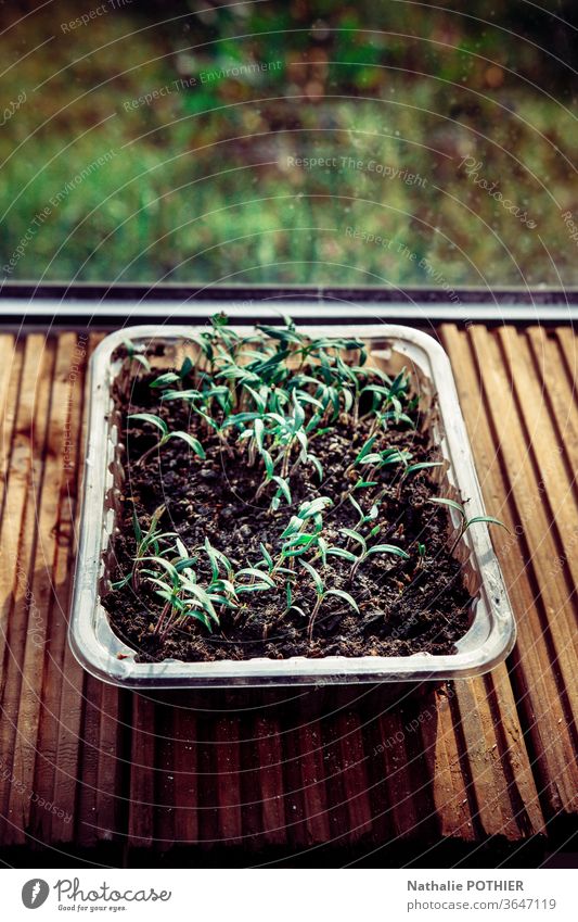 Sowing in autumn or spring Plantation Growth Greenhouse Sun Sunlight Tray Colour photo Nature Gardening Agriculture agriculture plantation agricultural