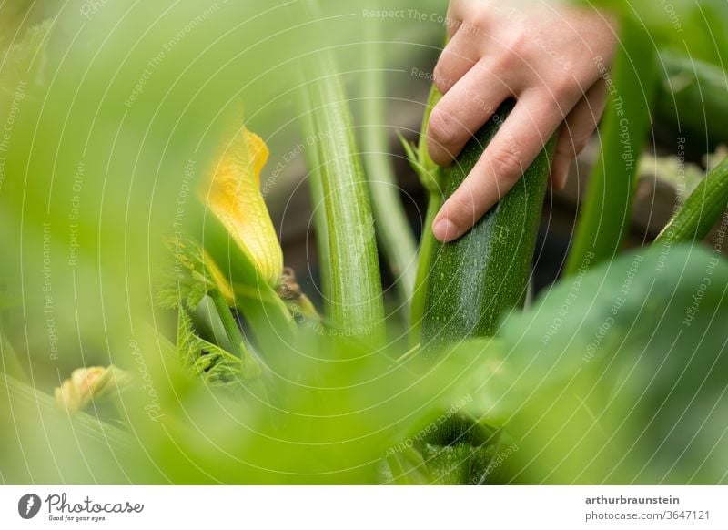 Young woman harvesting fresh courgettes from the garden Vegetable Food Zucchini Courgette plant Zucchini blossom Nutrition reap Harvest Eating Nature Garden