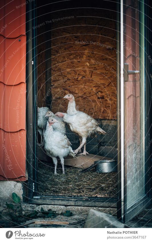 Outdoor turkey farming Turkey turkeys Farm animal Exterior shot Organic farming Colour photo Agriculture Animal Nature Animal portrait poultry Poultry