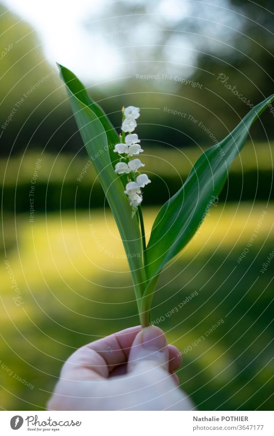 Lily of the valley Flower spring bells Colour photo Garden Green Spring Nature Blossom Close-up Macro (Extreme close-up) Plant Exterior shot May 1