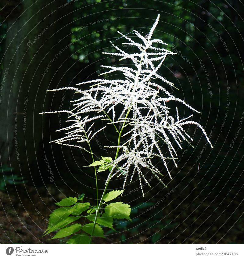 Leuchtkraut Forest conceit Beautiful weather Sunlight Plant Wild plant Delicate luminescent real Nature Colour photo Exterior shot Deserted Day Environment