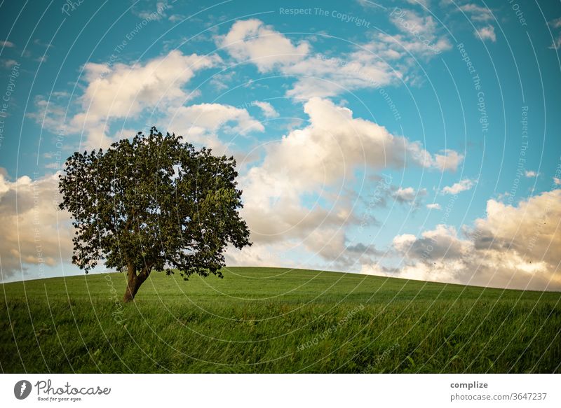 Tree on lush green meadow with blue sky and clouds Nature Field tree Belgium Ardennes Fence Wind Autumn Summer leaves Meadow Arable land walk windy natural