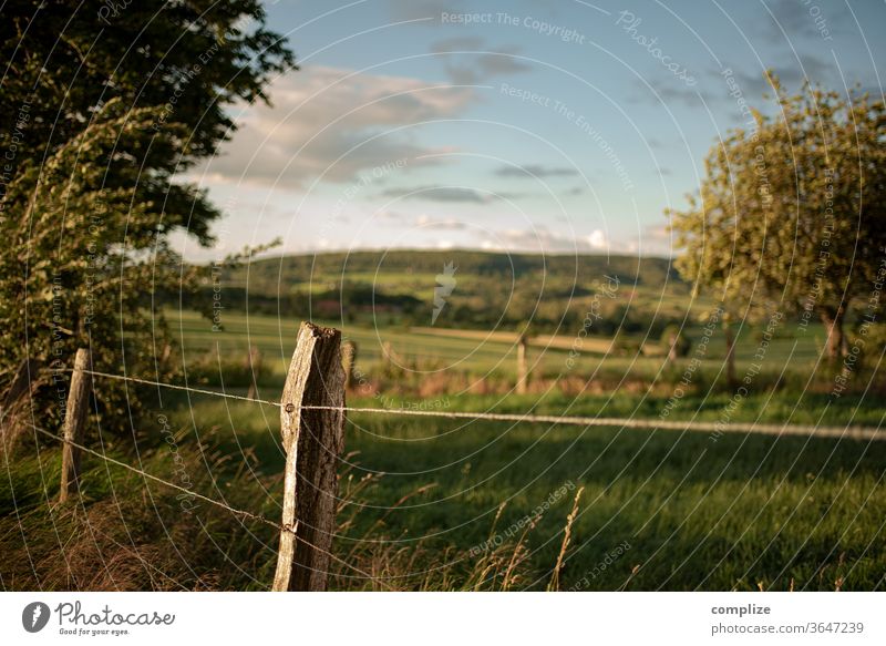 Wind, pasture & meadow Nature Field tree Belgium Ardennes Fence Autumn Summer leaves Meadow Arable land walk windy natural green hillock wide Barbed wire