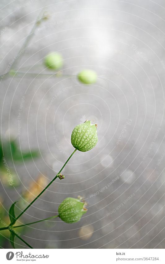Small balloon of withered pigeon's crop gluewort. bleed Faded Flowering plant green Gray Shallow depth of field Blur Round Sphere spherical flowers Plant Nature