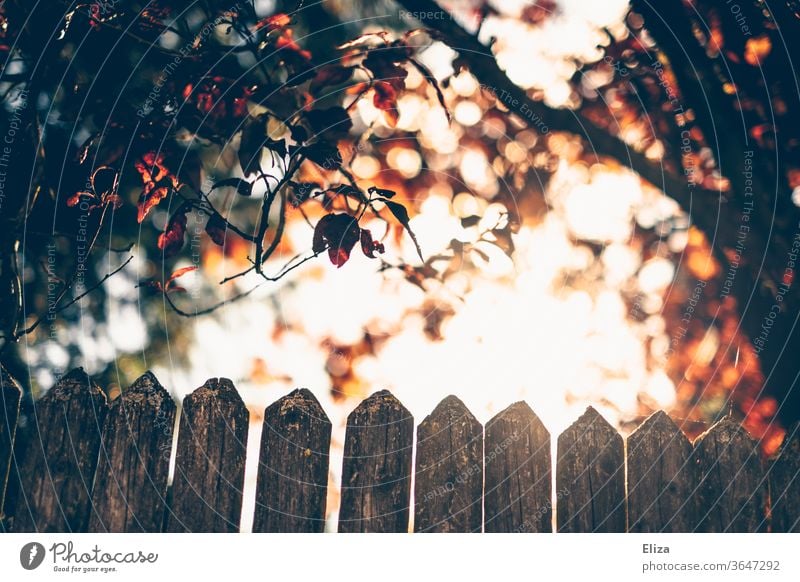 A backlit fence with trees and the sun Fence Back-light huts Sun Illuminate Nature Sunlight leaves foliage variegated warm Light Bright Garden Autumn Dreamily