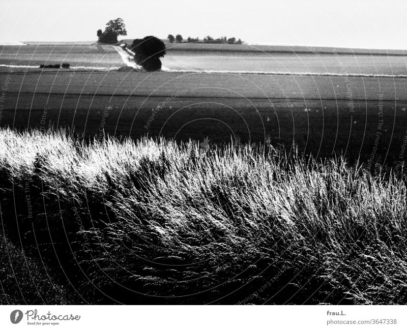 It became very quiet in the fields, because grasses, trees and bushes were silent for a moment when she said goodbye. acre Village Landscape Nature Degersen