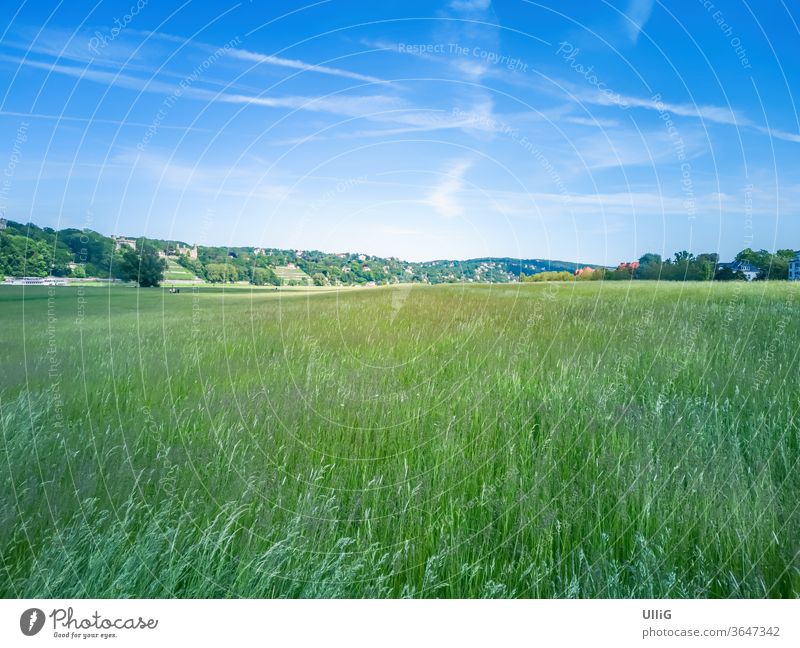 Elbe meadows in Dresden, Saxony, Germany - Urban scenery with Elbe riverside meadows in Johannstadt, Dresden, Saxony, Germany. Aue Destination blistering wit