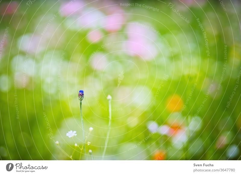 On a colourful spring meadow stands a single cornflower, which is about to blossom Cornflower colored Idyll Nature bokeh Blur depth of field Summer flowers