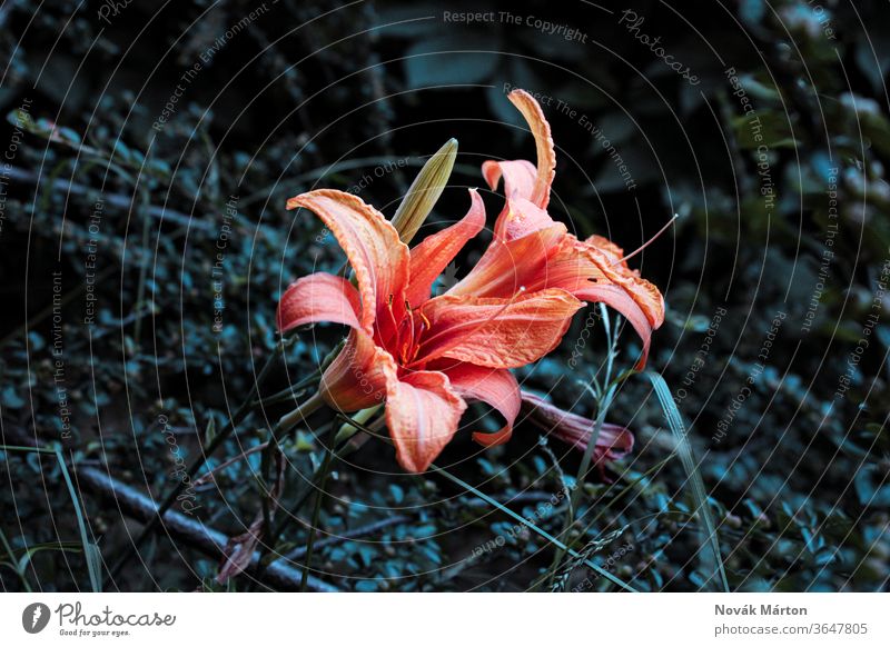 Beautiful orange flower blossoming flowers nature garden gardens plant green greenery leaves leaf daytime daylight beautiful colorful sunny meadow spring summer