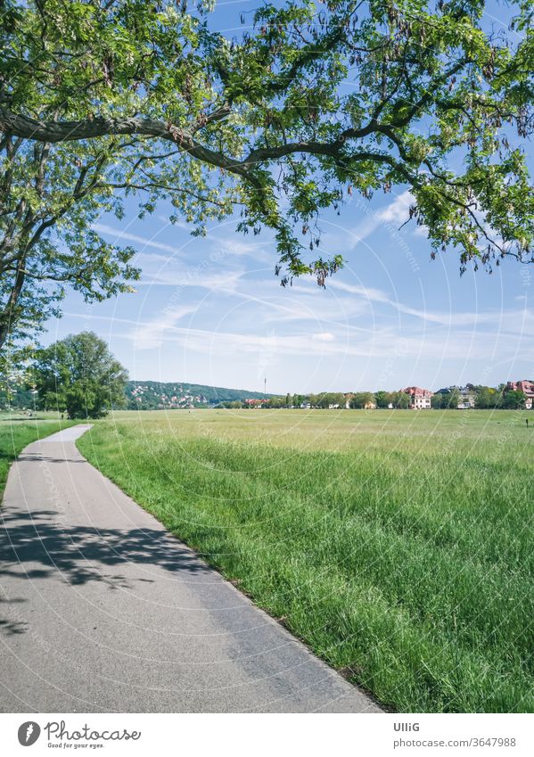 Elbe riverside meadows in Dresden, Saxony, Germany - Urban scenery with tree and Elbe riverside meadows in Johannstadt, Dresden, Saxony, Germany. Aue