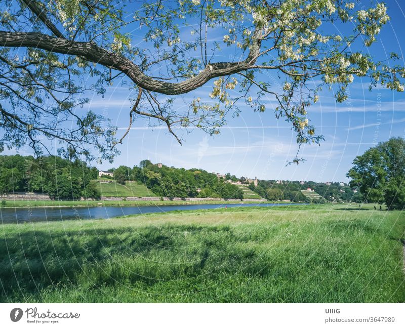 Elbe riverside meadows in Dresden, Saxony, Germany - Urban scenery with Elbe riverside meadows in Johannstadt, Dresden, Saxony, Germany. Aue Destination tree