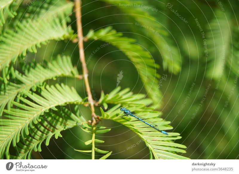 Primeval sequoia, Metasequoia glyptostroboides, needles of a Coniferopsida with dragonfly Dragonfly Redwood Primeval World Ur tropical Scene Cretaceous period