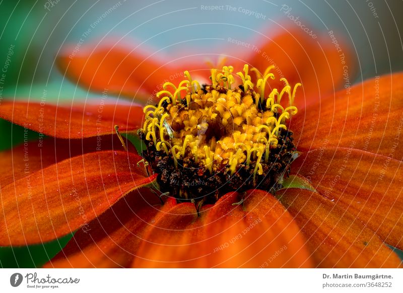 Zinnia hybrid, orange strain cultivar flower seleccion detail flowerhead sunflower family Compositae Asteraceae