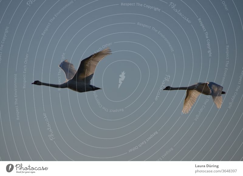 Two swans fly by Swan flight Flying birds Nature Animal Grand piano Exterior shot Sky Wilderness Flight of the birds animal world Wild bird Span plumage