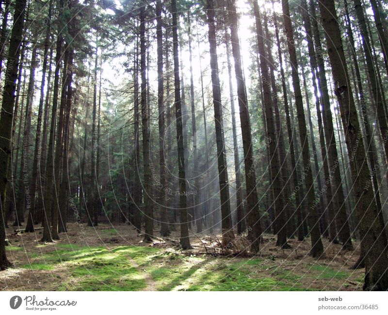 sunbeam Forest Tree Light Fog Sunlight Shadow Beam of light sunstrahels