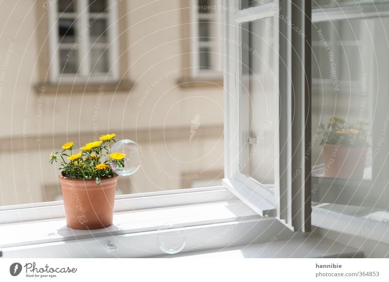 at the window to the courtyard Plant Flower Window Friendliness Natural Yellow White Nature Window board Pot plant Flowerpot Soap bubble Reflection Colour photo