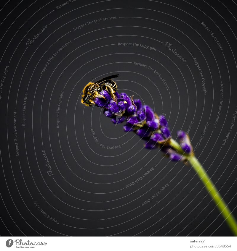 small wild bee sitting on a lavender flower Bee Lavender Nature Insect Plant bleed flowers Fragrance Blue Black Small Garden Colour photo Isolated Image