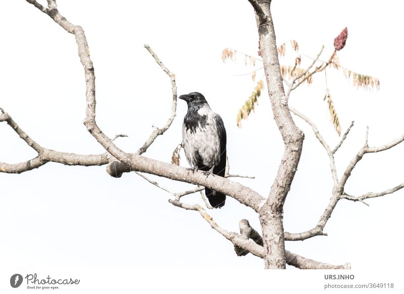 a hooded crow sits between the branches of a bare tree Crow Raven birds Hooded Crow Branch Bleak Bright Adaptable Carrion crow Black Gray Animal Twig